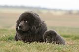 DOGUE DU TIBET 739